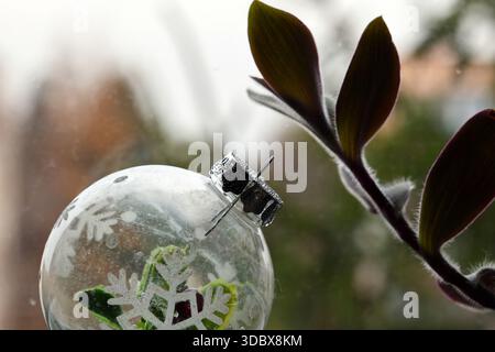 Clear Christmas Bauble with Snowflake Design and Plant by the window Stock Photo