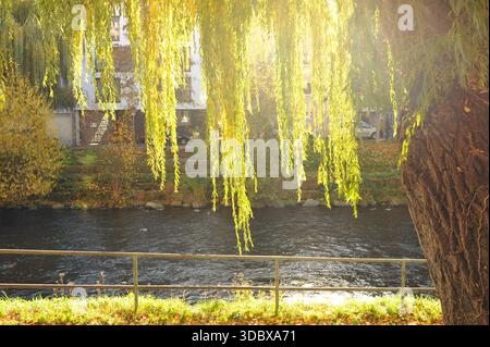 Pforzheim, Germany Dezember Sunlit willow branches over river, gentle reflections, golden autumn light, calm waterfront atmosphere Stock Photo