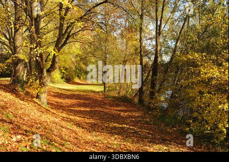 Pforzheim, Germany Dezember Sunlit riverbank trail lined with trees, bright autumn canopy drops leaves onto soft dirt path, gentle Stock Photo