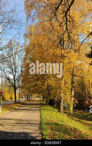 Pforzheim, Germany Dezember golden autumn park path lined with trees, sunlit leaves scattered along walkway, crisp air, gentle Stock Photo