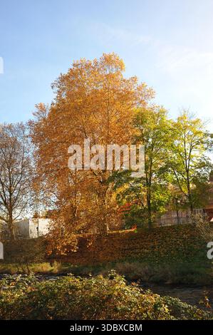 Pforzheim, Germany Dezember sunlit avenue of golden trees reaching toward clear sky, vertical perspective emphasizes trunks Stock Photo