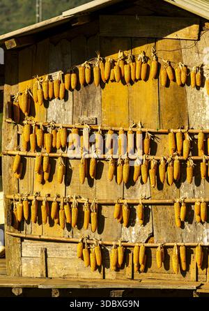 View of golden corn cobs suspended on a wooden wall, creating a textured tapestry of rural charm, Yen Bai, Vietnam. Stock Photo