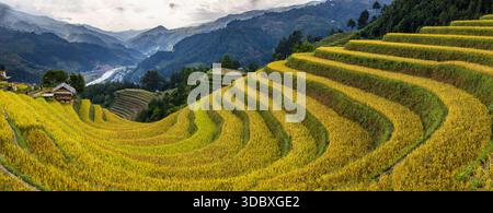 View of golden rice terraces cascade down the verdant hillsides, a river snaking through the valley below, under a soft sky, Yen Bai, Vietnam. Stock Photo