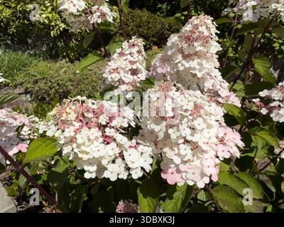 Hydrangea Paniculata Framboisine Rensam displays conical flower clusters in full bloom Stock Photo