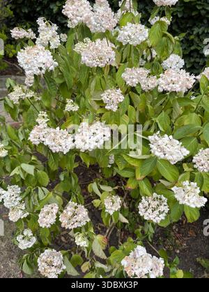 Drought stressed white hydrangea with drooping wilted foliage on a mophead macrophylla shrub in England Stock Photo