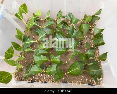 Rows of hydrangea hardwood cuttings planted in sand and vermiculite in a plastic propagation box in England Stock Photo