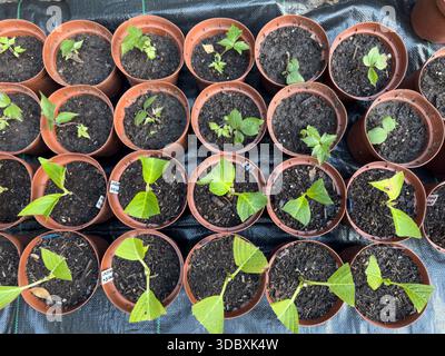 A top down view shows hydrangea hardwood cuttings arranged for propagation in England Stock Photo