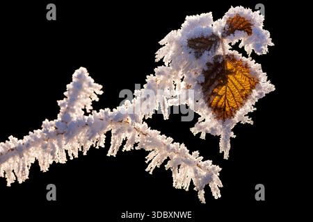Frost-Covered Raspberry Leaf Isolated on Black Background. Stock Photo