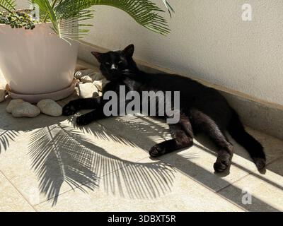 Cute black cat lying dawn and relaxing on terrace Stock Photo