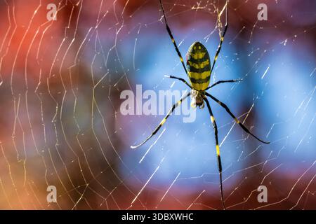 Female Joro spider (Trichonephila clavata) on her web in Snellville, Georgia, just east of Atlanta. (USA) Stock Photo