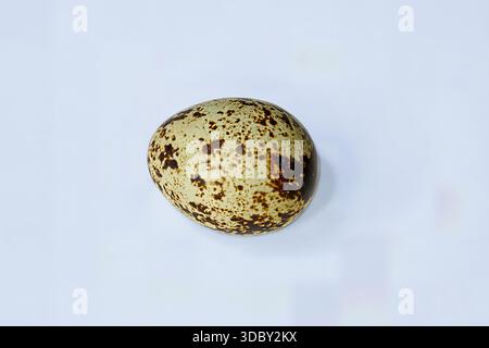 Single speckled bird egg (quail/seabird) with dark brown splotches, isolated on a clean white background. Food and nature minimalism. Close-up photo. Stock Photo