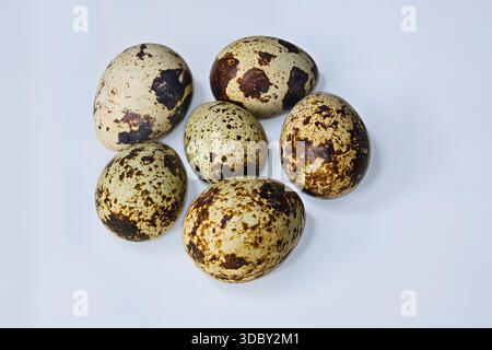 Six speckled bird eggs (quail/seabird) in a cluster on a clean white background. Natural food pattern and Easter concept. Close-up photo. Stock Photo
