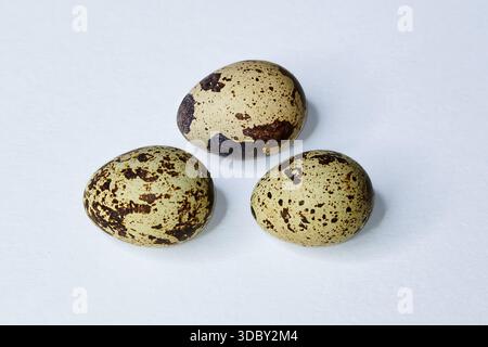 Three speckled bird eggs (quail/seabird) with brown spots, isolated on a clean white background. Food, nature, and pattern concept. Close-up photo. Stock Photo