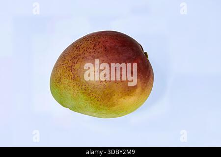 Single ripe mango fruit isolated on a light background. Features vibrant red, yellow, and green skin. Tropical food, studio shot. Close-up photo. Stock Photo