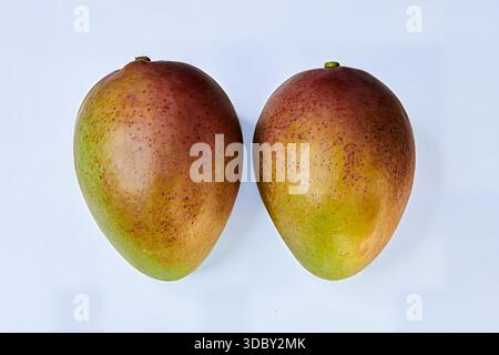 Two ripe mango fruits, symmetrically positioned, featuring vibrant red and green skin. Tropical fruit isolated on white background. Close-up photo. Stock Photo