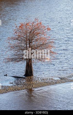 Washington, DC - A bald cypress tree (Taxodium distichum) grows in shallow waters of the Anacostia River. Stock Photo