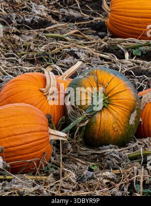 A pumpkin patch with dozens of ripe, orange pumpkins in an open field growing in northeastern Oregon. Stock Photo