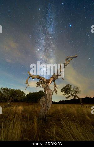 Twisted Tree Ribblehead The Magical Milky Way rising above the historic Ribblehead Viaduct in ...