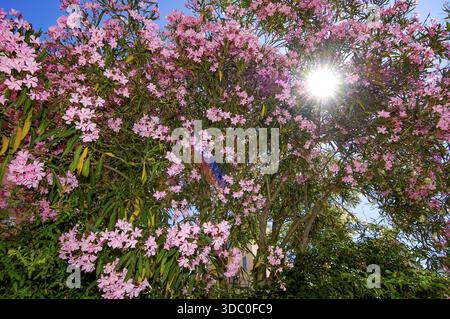 Backlit photograph Sun shining through a bush of oleander (Nerium oleander) Oleander bush in full bloom with pink flowers, Italy Stock Photo