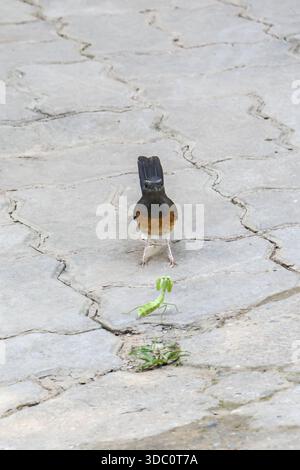 Curious black and orange bird standing on cracked pavement looking at green insect praying mantis with interest outdoor nature wildlife scene Stock Photo