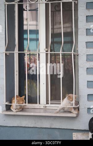 Two cats relaxing on a window sill in a city Stock Photo
