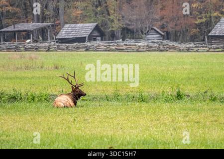 Bull elk resting in a field near Oconaluftee Mountain Farm Museum at the entrance to Great Smoky Mountains National Park in Cherokee, North Carolina. Stock Photo