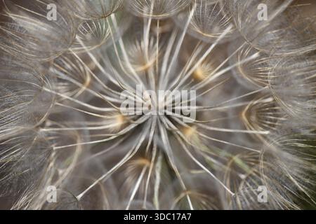 Macro overhead view of a delicate dandelion seed head (Taraxacum) showcasing the intricate radial pattern of white fluffy pappus seeds. Stock Photo
