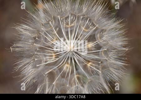Macro overhead view of a delicate dandelion seed head (Taraxacum) showcasing the intricate radial pattern of white fluffy pappus seeds. Stock Photo