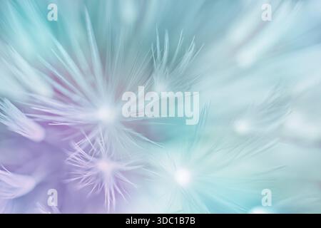 Soft abstract defocused background, abstract dandelion Stock Photo