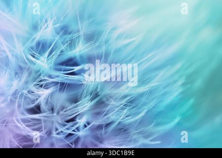 Soft abstract gradient background , abstract dandelion Stock Photo