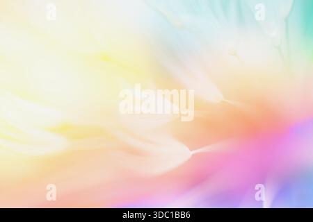 Soft abstract color gradient floral background , abstract dandelion Stock Photo