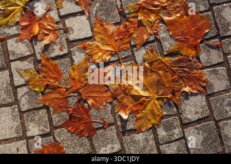 Discolored wet maple leaves lying on cobblestones, Germany Stock Photo