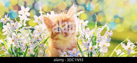 A cute little kitten sits on the grass among flowers in a summer garden Stock Photo