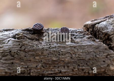 Two rusty nail heads showing texture and corrosion, embedded in a weathered wooden plank displaying decay and resilience Stock Photo