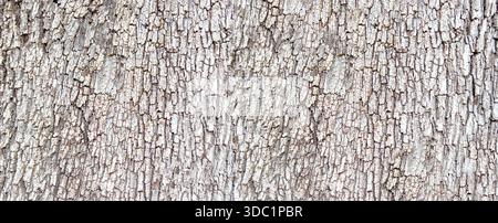Tree bark showing detailed texture and natural rough surface Stock Photo