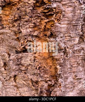 Rugged cork tree bark showing natural texture and organic patterns Stock Photo