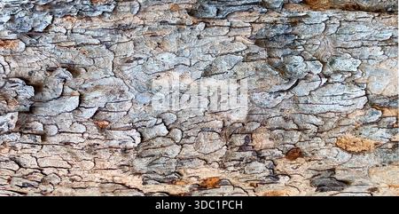 Rough tree bark presenting textured surface and natural pattern Stock Photo