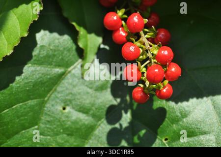 Close-Up of Bright Red Wild Berries in Sunlight Stock Photo