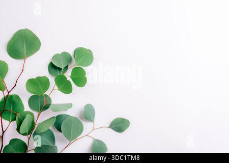 Green eucalyptus branches arranged on white background with minimal botanical flat lay and ample copy space. Stock Photo