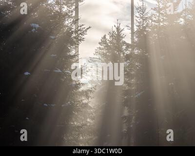Misty winter forest with sun rays streaming through snowy evergreen trees Stock Photo
