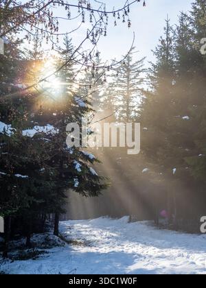 Sunlight Streaming Through Snowy Pine Forest on a Misty Winter Morning - Scenic Snowy Path Stock Photo