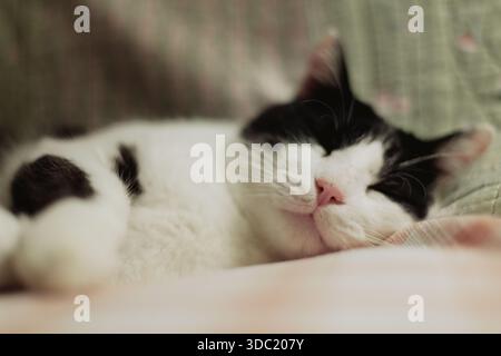 Close-up of cat sleeping hard on sofa Stock Photo