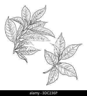 Tea tree leaves on a branch, black and white sketch. Vector illustration. Spring twig with leaves, isolated on a white background. Stock Vector