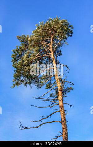 Evergreen Pine tree in Winter - central France. Stock Photo