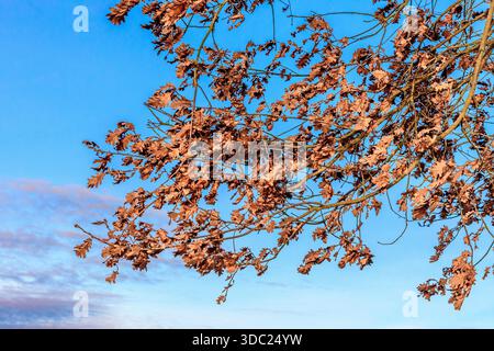 Dry Oak tree (Quercus) leaves remaining on branch in Winter (Marcescence) - central France. Stock Photo
