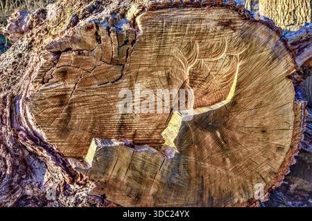 Marks made by a chain saw revealed on a section of an Oak tree trunk - central France. Stock Photo
