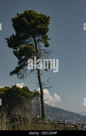 A tall solitary pine tree rising above the coastal forest with mountains and sea in the background in Vlora, Albania, photographed on August 19, 2025. Stock Photo