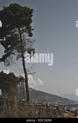 A tall solitary pine tree rising above the coastal forest with mountains and sea in the background in Vlora, Albania, photographed on August 19, 2025. Stock Photo