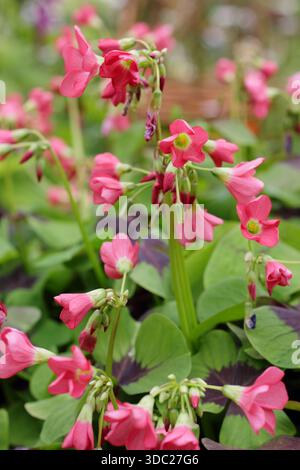Oxalis tetraphylla 'Iron Cross'. Four leaved lucky clover. Lucky clover 'Iron Cross'. Iron Cross plant. Stock Photo