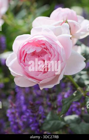Pink English Shrub Roses Rosa 'Scepter'd Isle', a highly fragrant blush pink English shrub rose ...